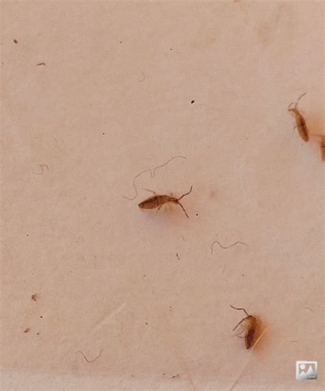 tiny tan bugs in house|brown flying bugs in house.